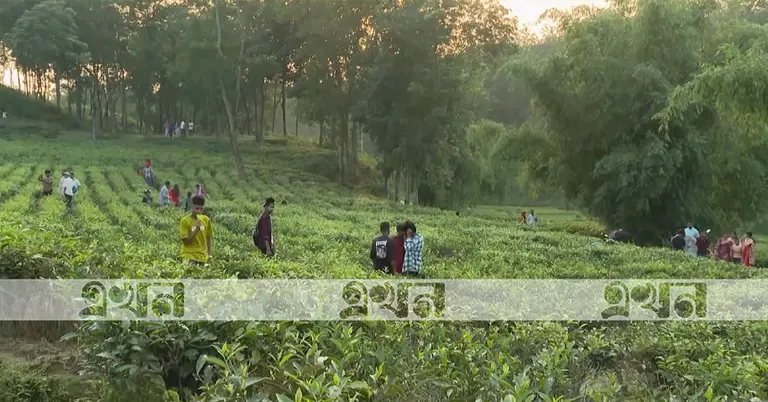চা বাগান